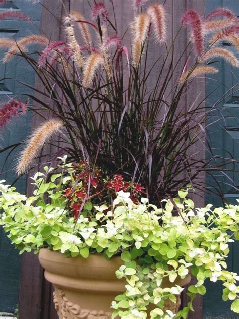 Amazing 40 Best Ornamental Grasses For Containers Containergardens