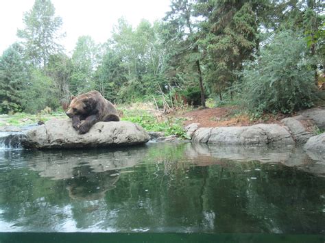 Grizzly Bear Exhibit Zoochat