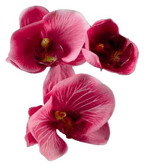 Latestphotoshopimages Flowers Png