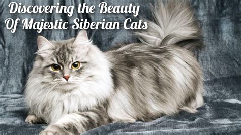 Exploring The Siberian Cats The Fluffy Friendly Felines You Ll Ever