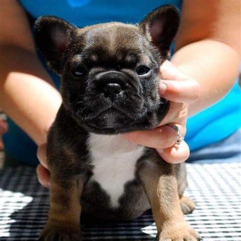 0:56 american kennel club 6 392 просмотра. AKC FRENCH BULLDOG PUPPIES for Sale in Los Angeles ...