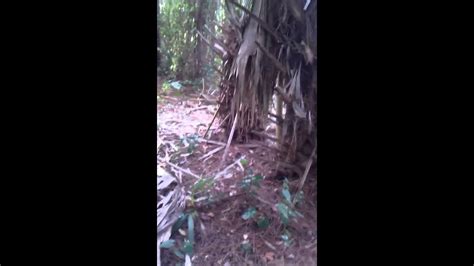 Bigfoot Sighting In Seminole County Florida Youtube