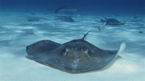 10 Stunning Facts About Stingrays Mental Floss