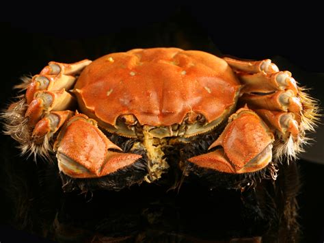 Golden Hairy Crab 2022 Megans Kitchen