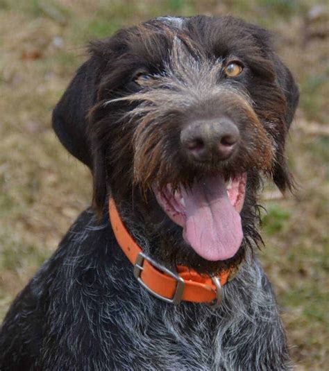 German Wirehaired Pointer Breed Information 12 Things To Know Your