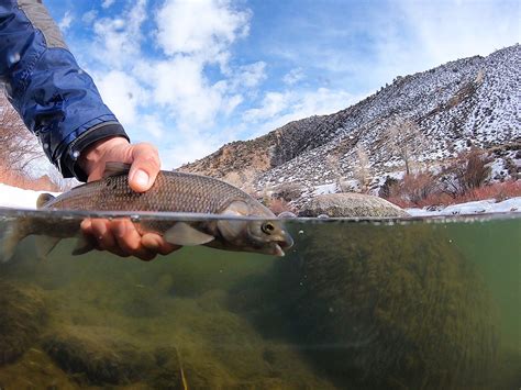 Colorado Fish Species Flyseekers
