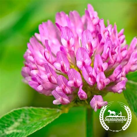 Red Clover Seed Cover Crop Forage Pasture Sustainable Seed