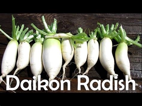 Daikon Radish Harvest YouTube