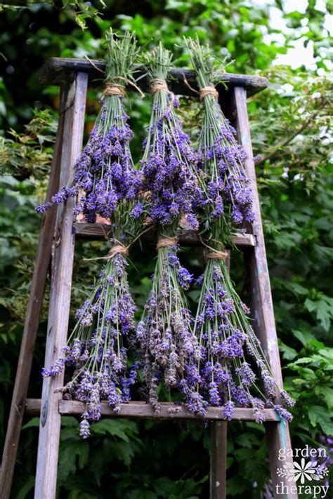 Harvesting English Lavender And How To Use It Garden Therapy