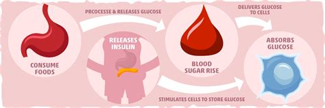 Carrying glucagon medication can help protect your health in case of a hypoglycemia emergency. Use Of Glucagon And Ketogenic Hypoglycemia / Approach To ...
