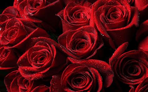 Red Roses Aesthetic Wallpapers Wallpaper Cave