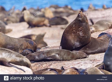 Lots Of Seals On A Hout Bay Seal Island In Cape Town South Africa