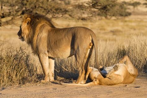 Mating lions stock photo. Image of desert, lioness, nature - 26536736