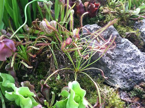 How does a sundew plant compensate for poor soil? Sundew | Carnivorous plants, Plants, Carnivorous