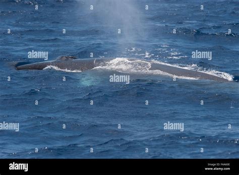 Fin Whale Balaenoptera Physalus Large Adult Animal Surfacing Azores