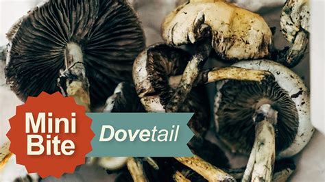 It's unclear whether the reindeer feel the effects, but siberian. Magic Mushrooms (Episode 2 - A Trip Through the Garden - A ...