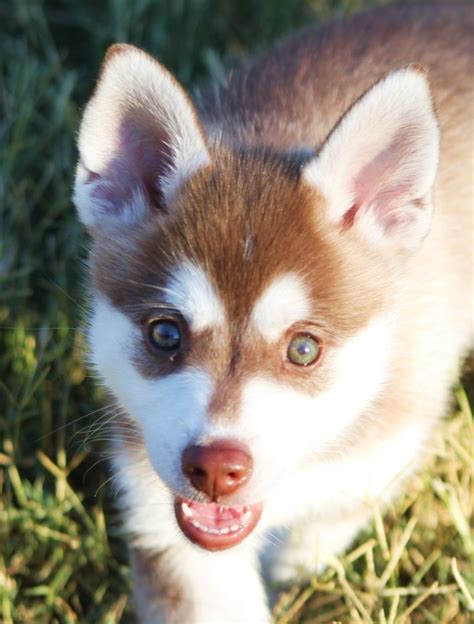 Maybe you would like to learn more about one of these? Alaskan Klee Kai Red & White (Brown) | Alaskan klee kai ...