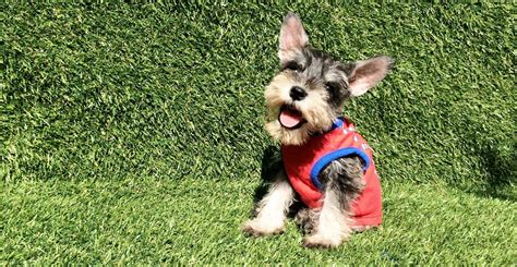 Our puppies are spoiled rotten just like their parents are! Miniature Schnauzer Puppies For Sale | San Diego, CA #218300