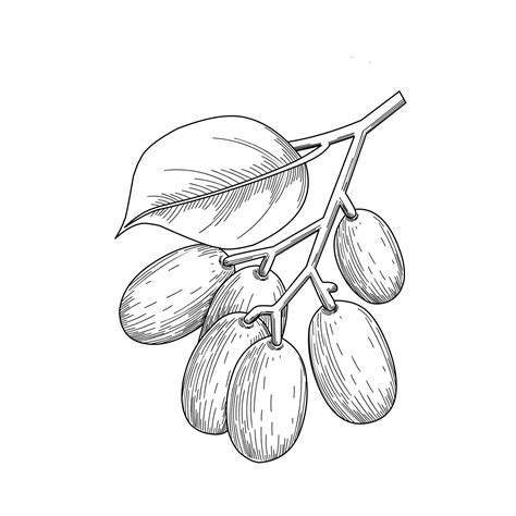 Sketch Of Jambolan Plum Or Javanese Plum Scientific Name Syzygium