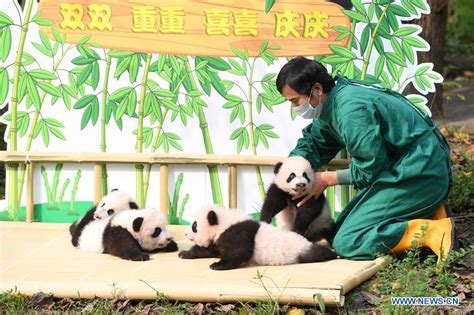 4 Giant Panda Cubs Make Public Debut In Southwest China City Xinhua