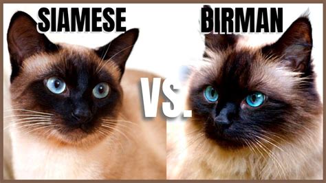 Siamese Cat Vs Birman Cat Youtube