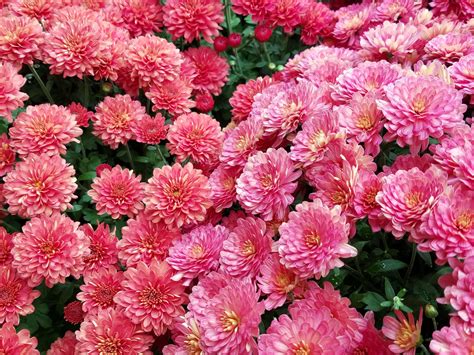Pink Mums Background Free Stock Photo Public Domain Pictures
