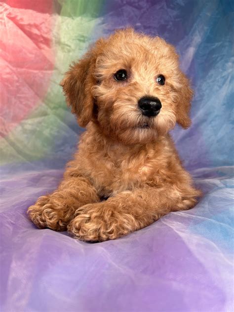 Iowas Top Schnoodle Breeders Schnoodles Available Now