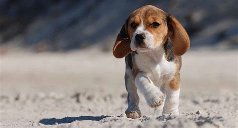 20 Fascinating Beagle Facts How Many Do You Know