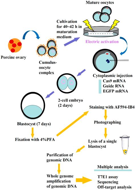 Cell biology/ cytology cytoplasm by muneer ahmad #definitionofcytoplasm #etymologyofcytoplasm #structureofcytoplasm #partsofcytoplasm #functionsofcytoplasm. IJMS | Free Full-Text | Direct Injection of CRISPR/Cas9 ...