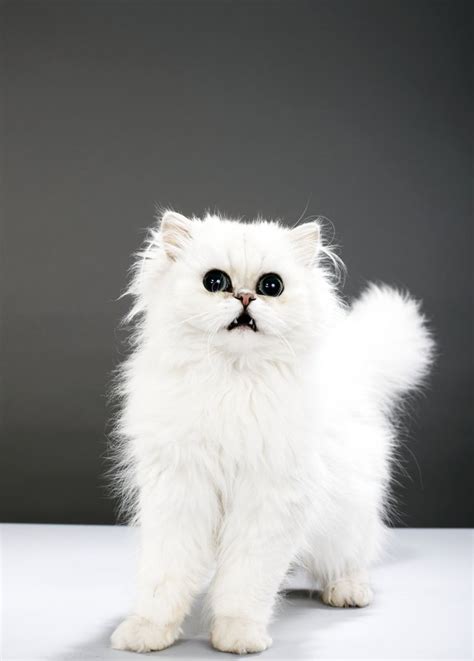 How Do I Whiten My Cat's Fur? | Cuteness