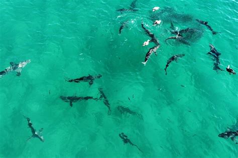 Fraser Island Kgari Shark And Whale Feeding Frenzies Captured Via
