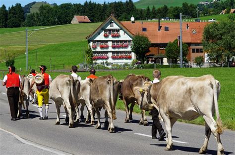 Free Images Farm Herd Pasture Grazing Switzerland Costumes