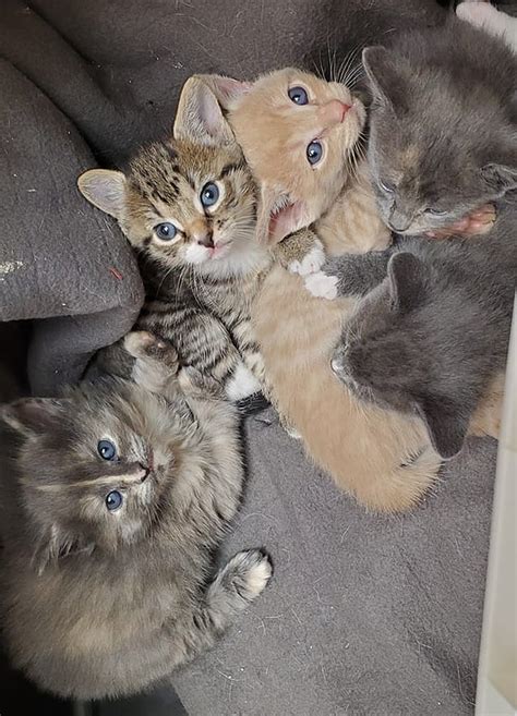 Adoptable Kittenscats Cozy Cats Vet