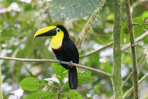 Chestnut Mandibled Toucan Photograph By Glenn Lahde Fine Art America