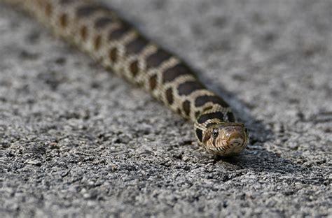 Whats The Difference Fox Snake Vs Eastern Massasauga Rattlesnake