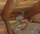 Photos of How To Get Rid Of Squirrels In The Roof