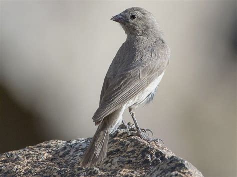 Pale Rosefinch Carpodacus Stoliczkae Diskit Turtuk Road Nubra Leh