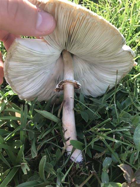 Psilocybin Mushrooms In Florida - All Mushroom Info