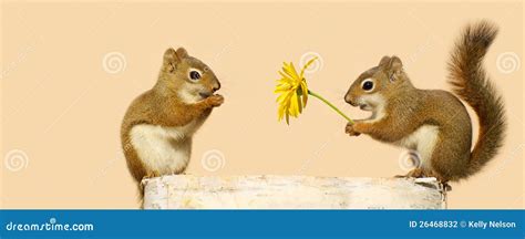 Young Squirrels In Love Stock Photo Image Of Background 26468832