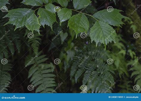 Wych Elm Green Leaves Stock Image Image Of Environment 245811859