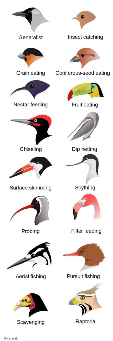 Fascinating Bird Beak Shapes And Functions Daily Infographic