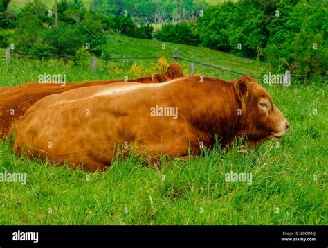 Limousine Cows Hi Res Stock Photography And Images Alamy