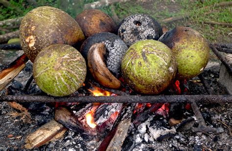 Caribbean Recipe Of The Week Roast Breadfruit Caribbean And Latin
