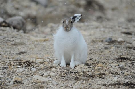 Arctic Hare The Biggest Animals Kingdom
