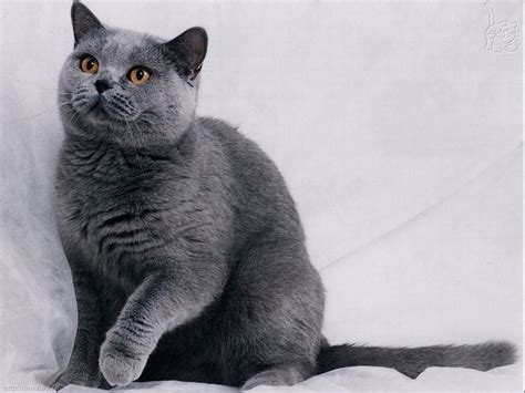 Maybe you would like to learn more about one of these? How Much Do Russian Blue Cats Cost | Gatos cinza