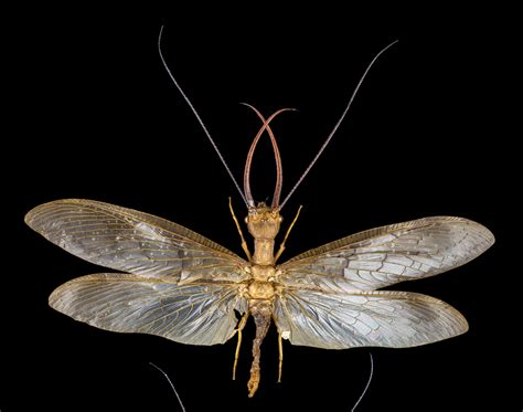 Giant Dobsonflies Freshwater Species Of The Week National Geographic