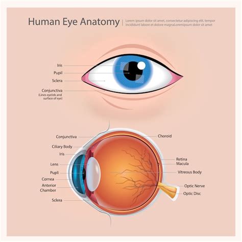 Premium Vector Human Eye Anatomy Vector Illustration