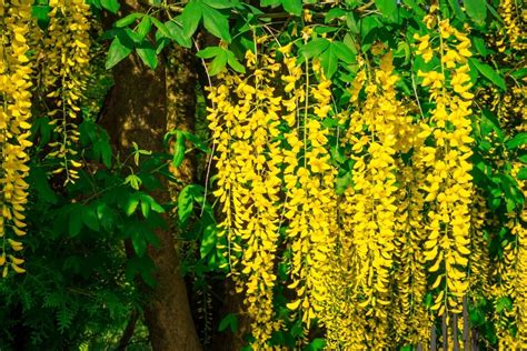 Top 20 Tree With Bright Yellow Flowers