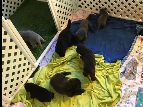 Pam Perkins Newfoundland Puppies For Sale