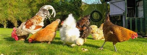 How To Raise And Care For Backyard Chickens Racv